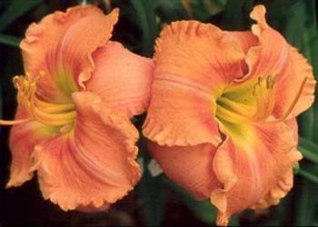 EARLY FRAGRANCE  #225